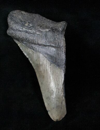 Half of a Megalodon Tooth #12894